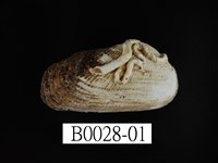 藏品(青鬍魁蛤)的圖片